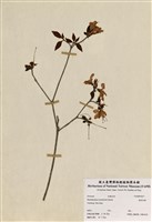 藏品(埔里杜鵑)的圖片